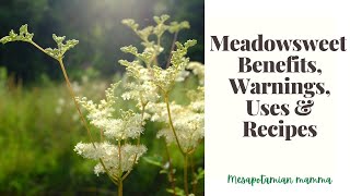 Meadowsweet benefits, Uses and Recipes