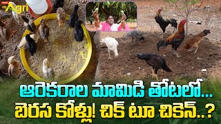 Berasa Chicks Rearing | 9866346748 | ఆరెకరాల మామిడి తోటలో బెరస కోళ్లు..! చిక్ టూ చికెన్..? Tone Agri