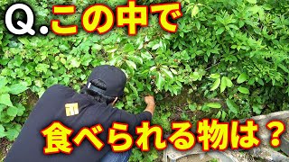 復興中の山で食べられる野草を発見！！