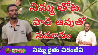 నిమ్మ తోట పాడి ఆవుతో సమానం | lemon cultivation | BHOOMIPUTHRA TELUGU