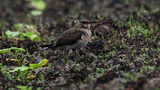 燕鴴 Oriental Pratincole