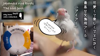 文鳥用プール「ブイプー」を使ってみたら最高に楽しくて可愛かった/javasparrow japanese rice bird