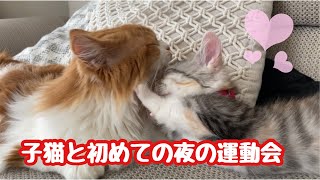 子猫と初めての夜の運動会！　家壊れるよー笑