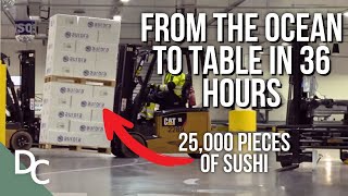 A Behind-the-Scenes Look at Global Salmon Trade | Mega Air | Documentary Central