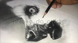 Realistic Drawing of animal fur of a Ring-tailed Lemur in hyper-realism - time-lapse.