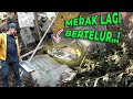 MERAK INI BERTELUR DI TUMPUKAN SAMPAH TAPI JADI NURUT BANGET..!