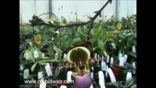 OrchidWeb - Paph. liemianum