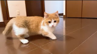 子猫が怖くて階段を降りれない様子がかわいい【マンチカン】