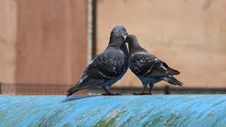 Courtship feeding and mating of rock pigeons　カワラバトの求愛給餌と交尾