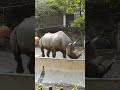 2023 10 21クロサイのオシッコ　black rhino pee