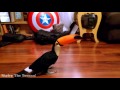 adorable toucan vs. tower of cups