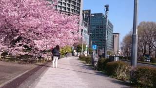 桜  国立劇場