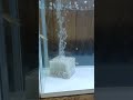 世界一美しいメダカをブリードしたよ🎵 shortvideo 水槽 メダカ めだか メダカ飼育