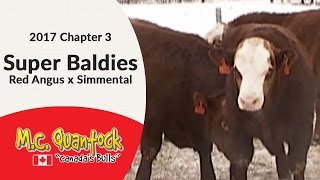 Super Baldie - Red Angus x Simmental - Calving Ease Bulls For Sale in Saskatchewan in 2017