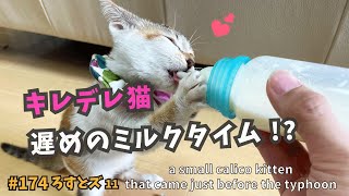 11 初めてのミルクに大興奮？💕【ろすとズ・台風直前に子猫保護】a small calico cat that came just before the typhoon