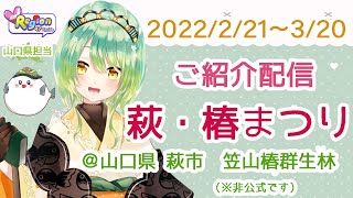 【萩・椿まつり】山口県萩市・今の季節のみどころ解説！【VRegion】