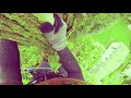 drt treeclimbing ep 4 anchoring to spar stalk to remove lower limb s