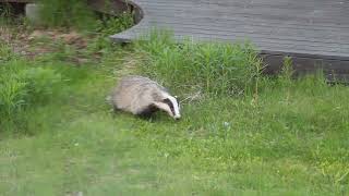 Grävling i trädgården ... Badger's drift