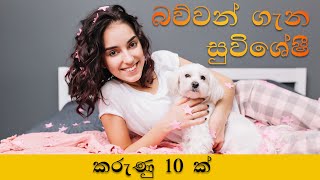 බව්වන් ගැන ඔබ නොදත් සුවිශේෂී කරුණු 10 ක්!  l 10 unique facts about DOGS!