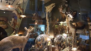 【Taiwan】Crazy wildlife animal specimen bar in Taipei!