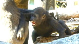 20240214 上野動物園　ニシゴリラ　トトと仲良くフィーダーのエサを食べていたスモモちゃん、兄のリキにじゃまされて歯をむき出して怒る　11時過ぎの第一放飼場