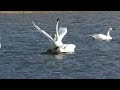 多々良沼に飛来した白鳥 （群馬県館林市）