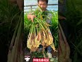 how to grow fresh and delicious ginger planting in ridges come out easily鮮嫩好吃的薑如何種植呢？起壟種植，輕輕鬆鬆一拔就出來了