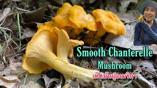 SMOOTH CHANTERELLE MUSHROOM FORAGING IN THE SUMMER,NEW YORK เก็บเห็ดมันปูปลายฤดูร้อนเรียนรู้ป่าเห็ด