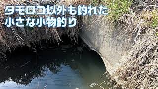 東松山市都幾川稲荷橋近くの水路で小物釣り　タモロコ以外も釣れた小さな小物釣り