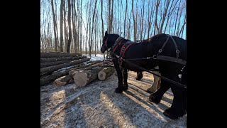 Logging With Horses. Pinecones first day in the woods. #72