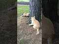 Fox against cat