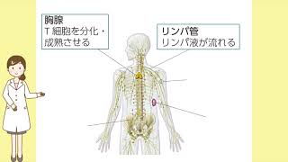 2023生物基礎14・体内環境の調節4（免疫1）