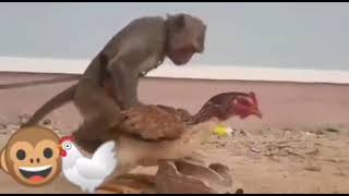 Monkey Fuck Chicken