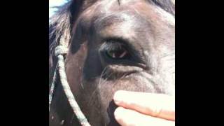 Why you should NOT trim horse whiskers - Rick Gore Horsemanship