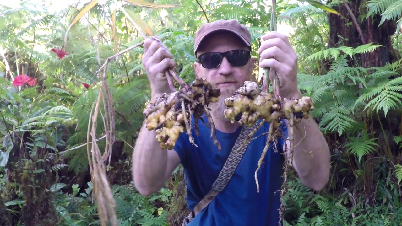 Ginger Harvest Youtube