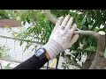 シラカシで枝抜き剪定のコツを細かく解説します！【庭師　剪定　pruning　10月　カシ　樫】