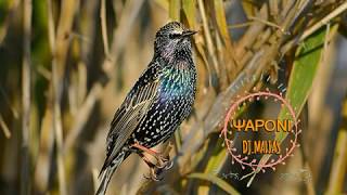 -ΨΑΡΟΝΙ- (European Starling Sturnus vulgaris 2018)