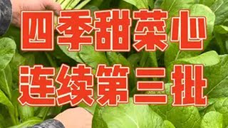 今年连续种了三批菜心，长得太好买菜的都不相信，网友也纷纷质疑，第三批没有意外的又长得非常漂亮，老公表示都吃吐了。记录菜心从播种到收获菜心 种植小技巧 强迫症治愈系 新农人计划2024 丰收的季节