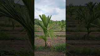 ഉഗ്രൻ കവുങ്ങ് - മോഹിത് നഗർ തോട്ടം ! #chunkapuranursery