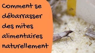 Comment se débarrasser des mites alimentaires naturellement