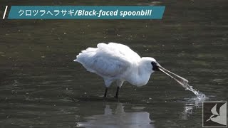 クロツラヘラサギ/Black faced spoonbill