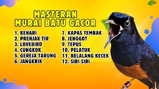 🔴 MASTERAN MURAI BATU FULL ISIAN MEWAH KENARI PRENJAK TIR LOVEBIRD CUNGOK GEREJA TARUNG  || 843