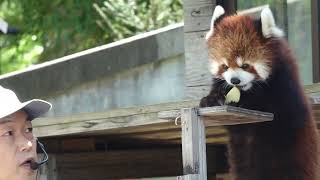 みいちゃんの おリンゴタイム♪🍎　レッサーパンダ　千葉市動物公園にて　2024年4月19日 00086