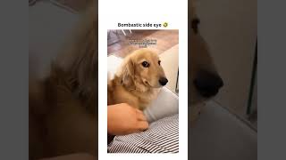 Dogs being idiots part 77 #funny #lovegoldens #funnypets #pets #cutegolden #petvideos #funnyanimals