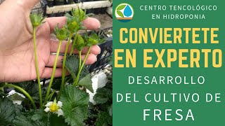 cultivo de Fresas en hidroponia ¿El clima puede desnutrir a nuestra planta?