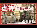 【子猫を危険から保護】保護して数日で大変身！不器用ながら甘える姿に感動。