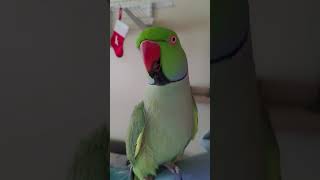 Indian Ringneck Parrot talking