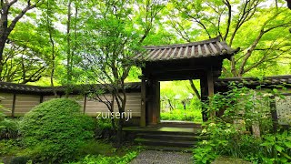 【鎌倉散歩】永福寺跡から瑞泉寺へ［4K Japan］