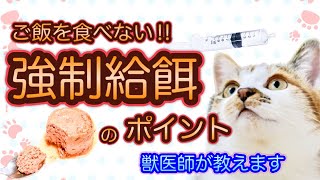 【ご飯食べない】強制給餌どうすればいいの？食欲不振の対処法を獣医師が解説-やり方、コツ、注意点を確認‼︎上手にサポートして病気を乗り越えよう-