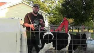 Preparing a Bull Calf for Market